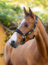 Lemieux Versailles Headcollar